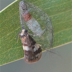 Anestia semiochrea (Marbled Footman) at Hall, ACT - 6 Mar 2025 by Anna123