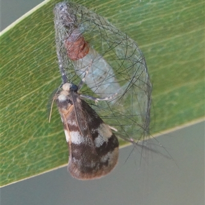 Anestia semiochrea (Marbled Footman) at Hall, ACT - 6 Mar 2025 by Anna123