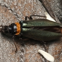 Chauliognathus lugubris (Plague Soldier Beetle) at Monga, NSW - 23 Feb 2025 by jb2602