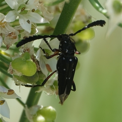 Distichocera thomsonella (A longhorn beetle) at Hall, ACT - 2 Mar 2025 by Anna123