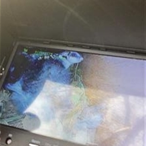 Petaurus norfolcensis at Thurgoona, NSW - 23 May 2024 02:50 PM