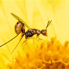 Chalcidoidea (superfamily) (A gall wasp or Chalcid wasp) at Acton, ACT - 6 Mar 2025 by Roger