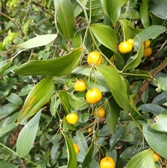 Eustrephus latifolius (Wombat Berry) at Carrington Falls, NSW - 6 Mar 2025 by plants