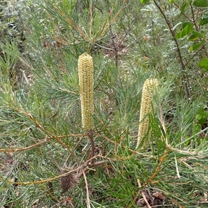 Banksia spinulosa var. spinulosa (Hairpin Banksia) at Upper Kangaroo Valley, NSW - 6 Mar 2025 by plants