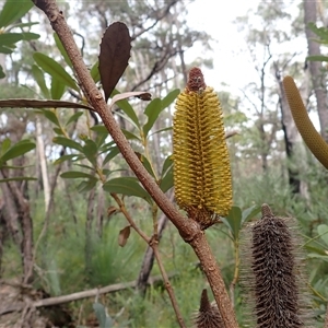 Banksia paludosa at Upper Kangaroo Valley, NSW - 6 Mar 2025 10:21 AM