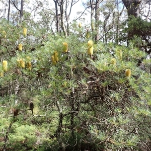 Banksia spinulosa var. spinulosa (Hairpin Banksia) at Robertson, NSW - 6 Mar 2025 by plants