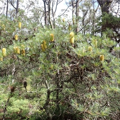 Banksia spinulosa var. spinulosa (Hairpin Banksia) at Robertson, NSW - 6 Mar 2025 by plants