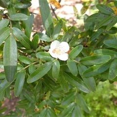 Eucryphia moorei (Pinkwood/Plumwood) at Robertson, NSW - 6 Mar 2025 by plants