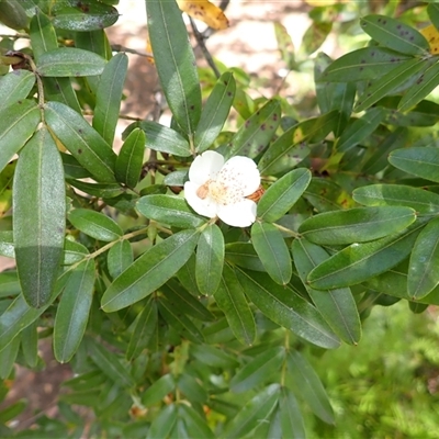 Eucryphia moorei (Pinkwood/Plumwood) at Robertson, NSW - 6 Mar 2025 by plants