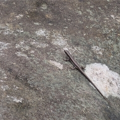 Eulamprus quoyii (Eastern Water Skink) at Robertson, NSW - 6 Mar 2025 by plants