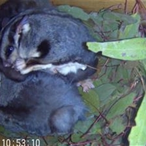 Petaurus norfolcensis at Springdale Heights, NSW - 7 Jun 2024 10:53 AM