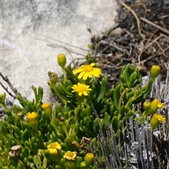 Unidentified Daisy at Flinders Chase, SA - 5 Dec 2024 by RobG1