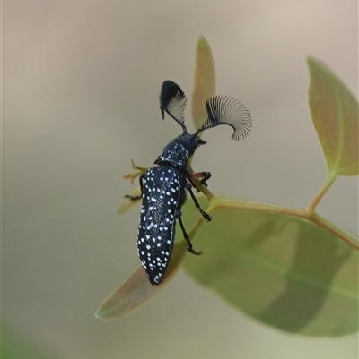 Rhipicera femorata (Feather-horned beetle) at Hall, ACT - 20 Feb 2025 by Anna123