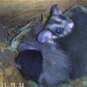 Petaurus norfolcensis at Lavington, NSW - 7 Jun 2024 11:39 PM