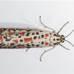 Utetheisa (genus) (A tiger moth) at Ainslie, ACT - 23 Feb 2025 by jb2602