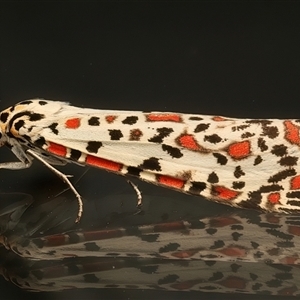 Utetheisa (genus) at Ainslie, ACT - 23 Feb 2025 08:57 PM