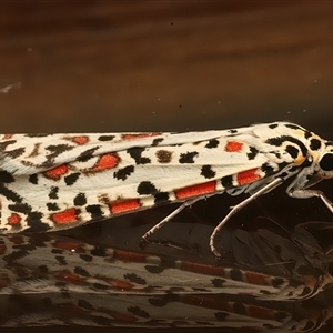 Utetheisa (genus) at Ainslie, ACT - 23 Feb 2025 08:57 PM