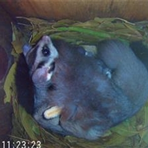 Petaurus norfolcensis at Thurgoona, NSW - 7 Jun 2024 11:23 AM