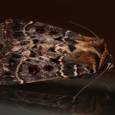 Proteuxoa sanguinipuncta (Blood-spotted Noctuid) at Ainslie, ACT - 23 Feb 2025 by jb2602