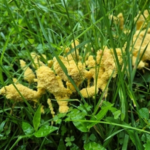 Myxomycete-plasmodium(class) (A slime mould) at Jamberoo, NSW - 2 Mar 2025 by nancyp