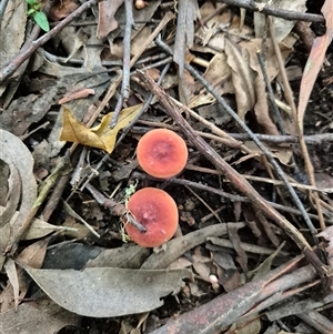 Laccaria lateritia at Jamberoo, NSW - 22 Feb 2025 by nancyp