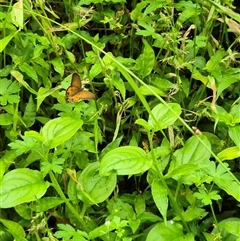 Hypocysta metirius (Brown Ringlet) at Jamberoo, NSW - 14 Feb 2025 by nancyp