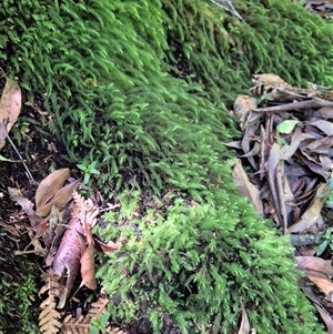 Bryaceae (family) at Jamberoo, NSW - 16 Feb 2025 by nancyp