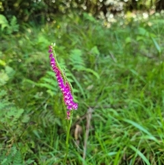 Spiranthes australis (Austral Ladies Tresses) at Jamberoo, NSW - 16 Feb 2025 by nancyp