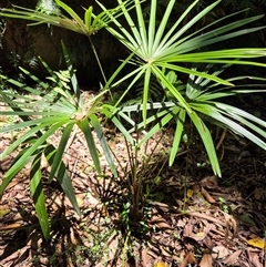 Livistona australis (Australian Cabbage Palm) at Jamberoo, NSW - 16 Feb 2025 by nancyp