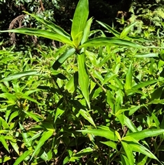 Pollia crispata (Pollia) at Jamberoo, NSW - 16 Feb 2025 by nancyp