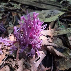 Unidentified Coralloid fungus, markedly branched at Jamberoo, NSW - 16 Feb 2025 by nancyp