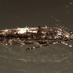 Leptozestis and Trachydora (genera) (A cosmet moth) at Ainslie, ACT - 23 Feb 2025 by jb2602