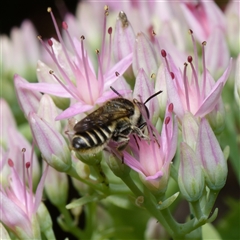 Megachile (Eutricharaea) serricauda (Leafcutter bee, Megachilid bee) at Downer, ACT - 5 Mar 2025 by RobertD