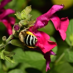 Amegilla sp. (genus) (Blue Banded Bee) at Downer, ACT - 3 Mar 2025 by RobertD