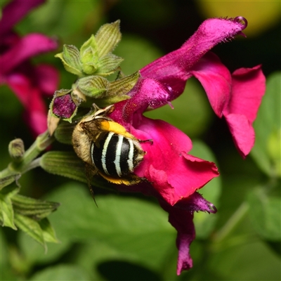 Amegilla sp. (genus) (Blue Banded Bee) at Downer, ACT - 3 Mar 2025 by RobertD