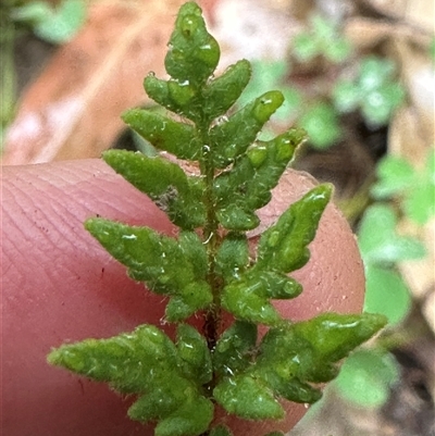 Cheilanthes distans (Bristly Cloak Fern) at Kangaroo Valley, NSW by lbradley