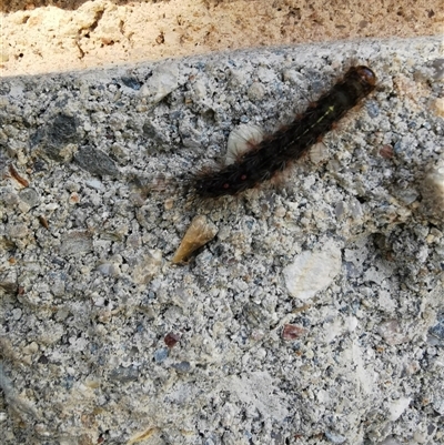 Leptocneria reducta (White Cedar Moth) at Evatt, ACT - 6 Mar 2025 by AndrewBell