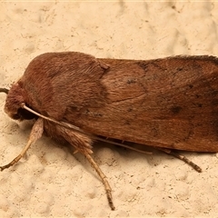 Proteuxoa porphyrescens (A Noctuid moth) at Ainslie, ACT - 23 Feb 2025 by jb2602