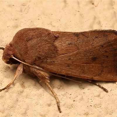 Proteuxoa porphyrescens (A Noctuid moth) at Ainslie, ACT - 23 Feb 2025 by jb2602