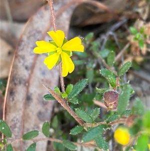 Hibbertia empetrifolia subsp. empetrifolia at Brooklyn, NSW - 14 Sep 2024 by Tapirlord