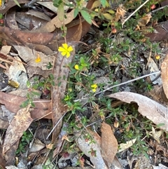 Hibbertia empetrifolia subsp. empetrifolia at Brooklyn, NSW - 14 Sep 2024 10:12 AM