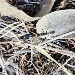 Myrmecia sp., pilosula-group at Hawker, ACT - Yesterday 10:23 AM