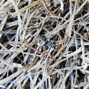 Myrmecia sp., pilosula-group at Hawker, ACT - Yesterday 10:23 AM