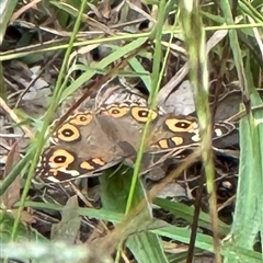 Junonia villida (Meadow Argus) at Kangaroo Valley, NSW - 6 Mar 2025 by lbradley