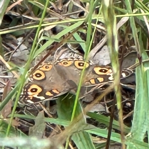 Junonia villida at Kangaroo Valley, NSW - suppressed
