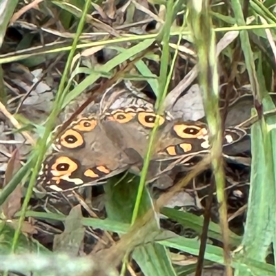 Junonia villida (Meadow Argus) at Kangaroo Valley, NSW - 6 Mar 2025 by lbradley