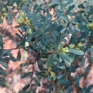 Pultenaea flexilis at Brooklyn, NSW - 14 Sep 2024 11:54 AM