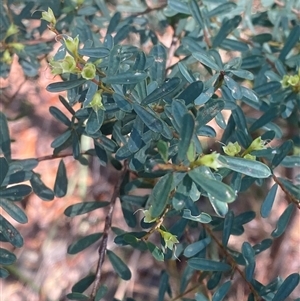 Pultenaea flexilis at Brooklyn, NSW - 14 Sep 2024 by Tapirlord