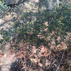 Pultenaea flexilis at Brooklyn, NSW - 14 Sep 2024 11:54 AM