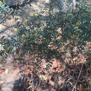 Pultenaea flexilis at Brooklyn, NSW - 14 Sep 2024 11:54 AM